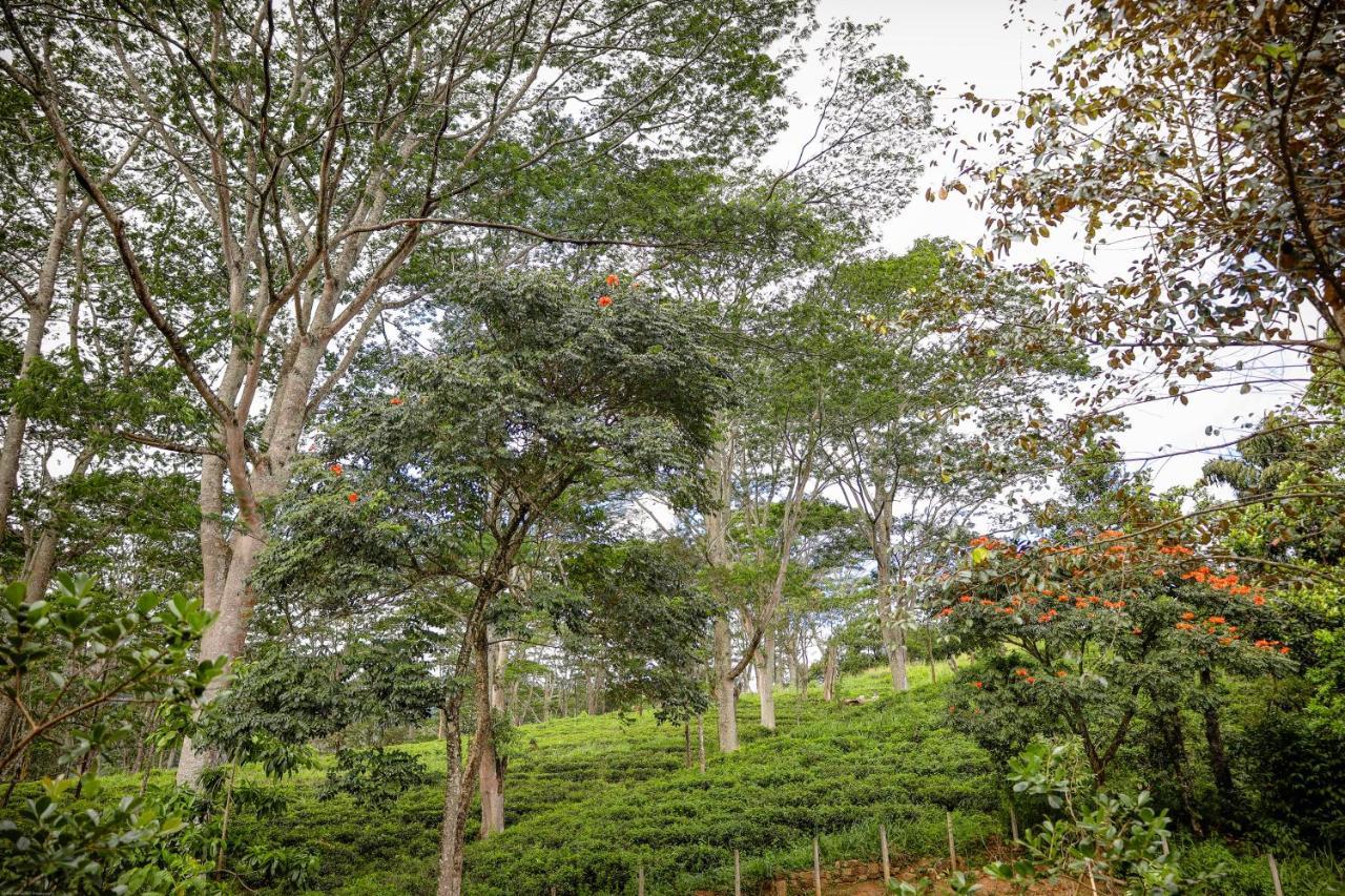 Hotel Tranquilisle Kandy Zewnętrze zdjęcie